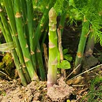 Fresh asparagus shoots growing in soil