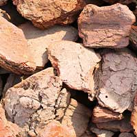 Pieces of maritime pine bark