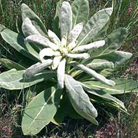 Mullein plant with soft green leaves