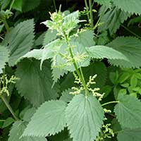 Stinging nettle plant with green leaves