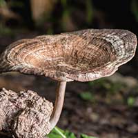 Tiger milk mushroom growing from its sclerotium